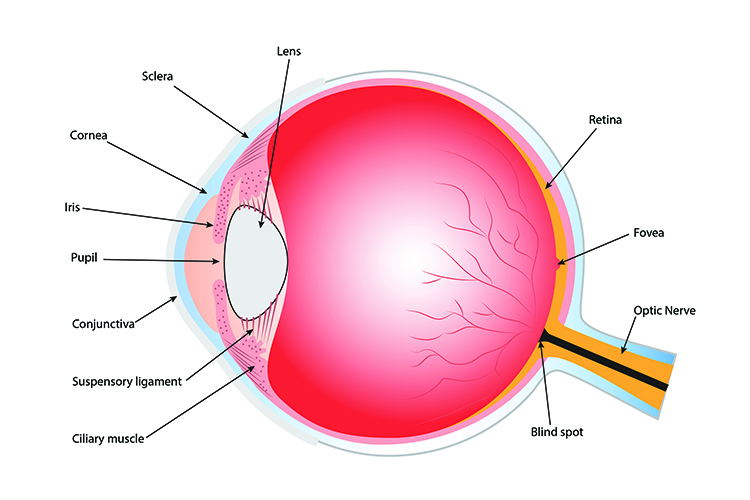 A diagram showing the structure of the human eye, annotating the main features 